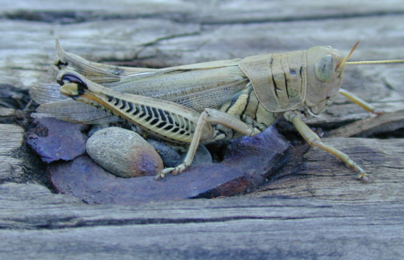 Cricket Man Nesting